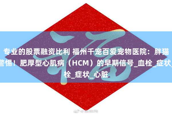 专业的股票融资比利 福州千宠百爱宠物医院：胖猫家长警惕！肥厚型心肌病（HCM）的早期信号_血栓_症状_心脏